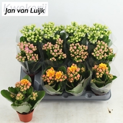 Kalanchoe Double Mix 6Ø 16cm