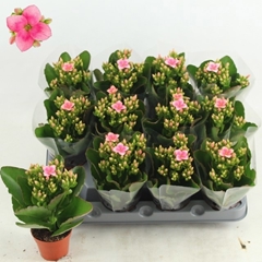 Kalanchoe Single Else Flowers Oakley 6Ø 16cm