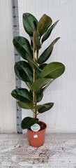 Ficus Robusta 24Ø 140cm