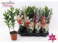 Lily Oriental After Eight 13Ø 44cm
