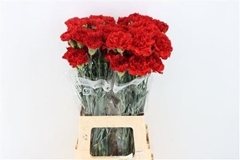 Dianthus Single Virgilio 70cm