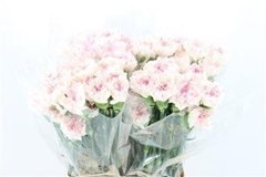 Dianthus Single Yukari Cherry 70cm