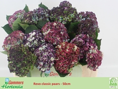 Hydrangea Revolution 50cm 9-11cm Hd