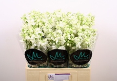 Delphinium Single Bella Andes White 60cm