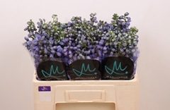 Delphinium Double Guardian Blue 50cm