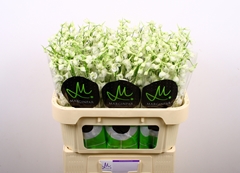Delphinium Single Bella Andes White 70cm