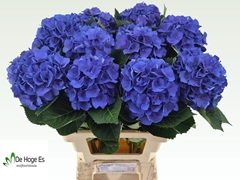 Hydrangea Royal Crown Blue 65cm 15-17cm Hd