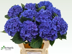 Hydrangea Royal Crown Blue 60cm 13-15cm Hd