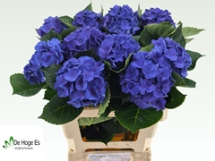 Hydrangea Royal Crown Blue 60cm 11-13cm Hd