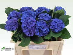 Hydrangea Royal Crown Blue 50cm 8-10cm Hd