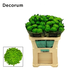 Chrysanth Single Alemani 70cm 95gr.