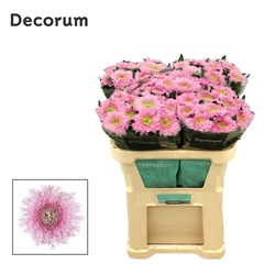 Chrysanth Single Etrusko 70cm 75gr.