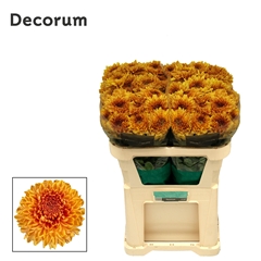 Chrysanht Single Jackfruit 70cm 90gr.
