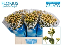 Hypericum Coco Gelato 60cm