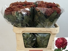Chrysanth Single Bigoudi Bronze 80cm 105gr.