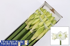 Hippeastrum Mont Blanc 75cm
