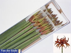 Hippeastrum Spider Merenque 75cm