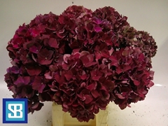 Hydrangea Pink Ruby 60cm 17-19cm Hd