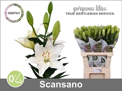 Lily La Scansano 90cm 5+