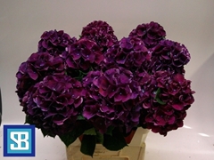 Hydrangea Royal King 80cm 18-20cm Hd