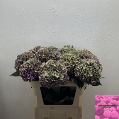 Hydrangea Rodeo Red Classic 80cm 18-20cm Hd