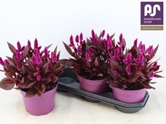 Celosia Mystic Shades 19Ø 34cm