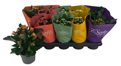 Kalanchoe Double Mix 12Ø 25cm