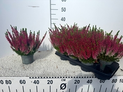 Calluna Vulgaris Beauty Ladies Sabella 12Ø 28cm