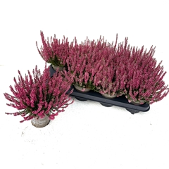 Calluna Garden Girls Athene 11Ø 20cm