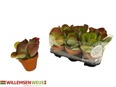 Kalanchoe Thyrsiflora 13Ø 21cm