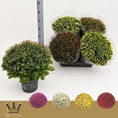 Chrysanthemum Jasoda Mix 19Ø 45cm