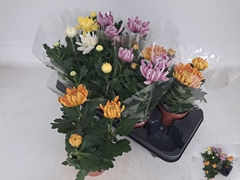 Chrys Kena Gem 12Ø 30cm
