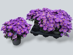 Aster Alpha Dark Purple Launch 12Ø 27cm
