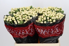 Hypericum Cool Romance 60cm