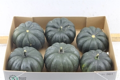 Cucurbita Moschata Hayato 15cm