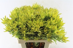 Leucadendron Pizza 60cm Spray