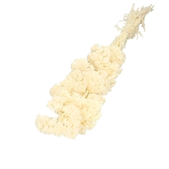 Dried Flowers Achillea 65cm X12