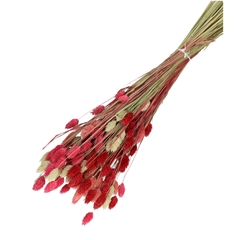 Dried Flowers Phalaris Mix 65cm 175g