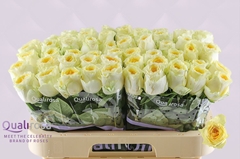 Rosa Buttercup 60cm