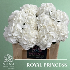 Hydrangea Royal Princess 50cm 13-15cm Hd