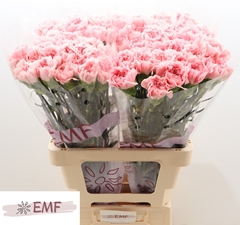 Dianthus Single Pink Montezuma 65cm