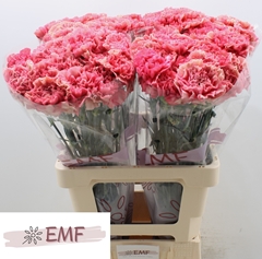 Dianthus Single Ipanema 65cm