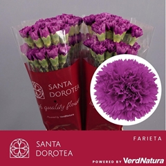 Dianthus Single Farida 65cm