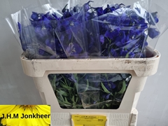 Delphinium Single Volkerfrieden 70cm