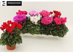 Cyclamen Super Serie Carino 10Ø 21cm