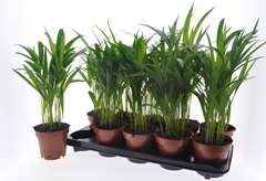 Dypsis Lutescens 12Ø 40cm