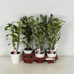 Dendrobium Star Class Apollon 12Ø 50cm 2st