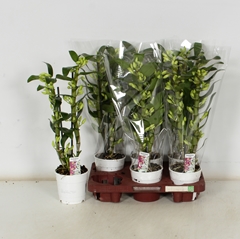 Dendrobium Star Class Apollon 12Ø 50cm 2st