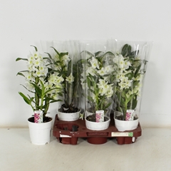 Dendrobium Star Class Apollon 12Ø 40cm 2st