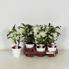 Dendrobium Star Class Apollon 12Ø 35cm 2st